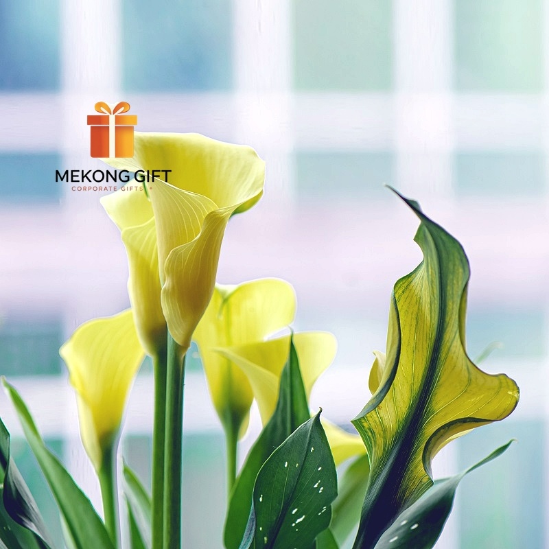 Bó Hoa Cưới Calla Lily Cầm Tay Cô Dâu Đẹp Tại TP.HCM